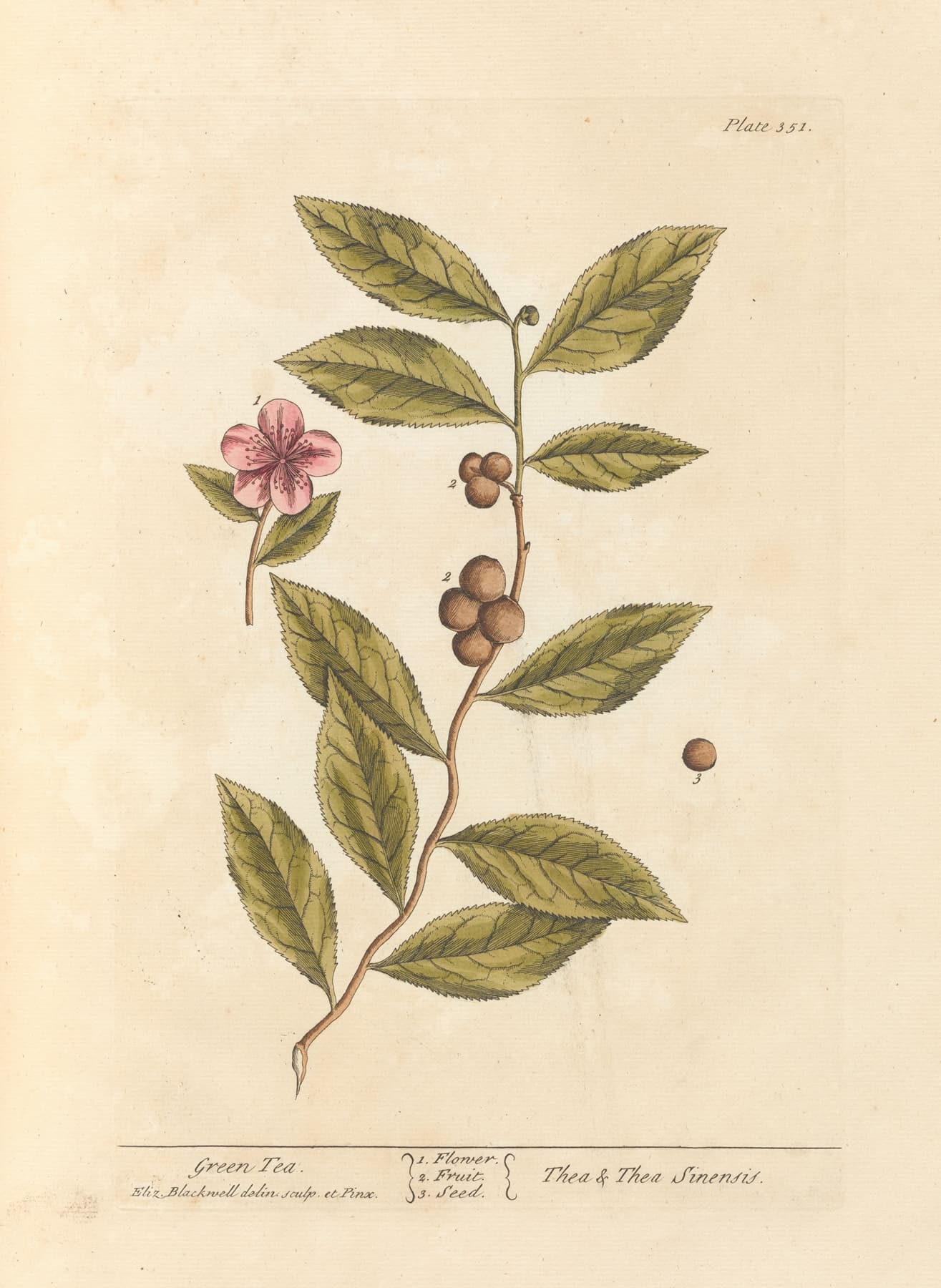 High quality Giclée reproduction of Elizabeth Blackwell's 1739 Green Tea botanical print, historical 18th Century medicinal plant illustration.