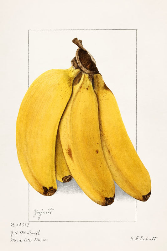Museum-quality Giclée reproduction of Ellen Isham Schutt's early 1900s Three Bananas Botanical Illustration, featuring a detailed, ripe yellow bunch of fruit. A classic scientific print perfect for kitchen or gallery wall decor.