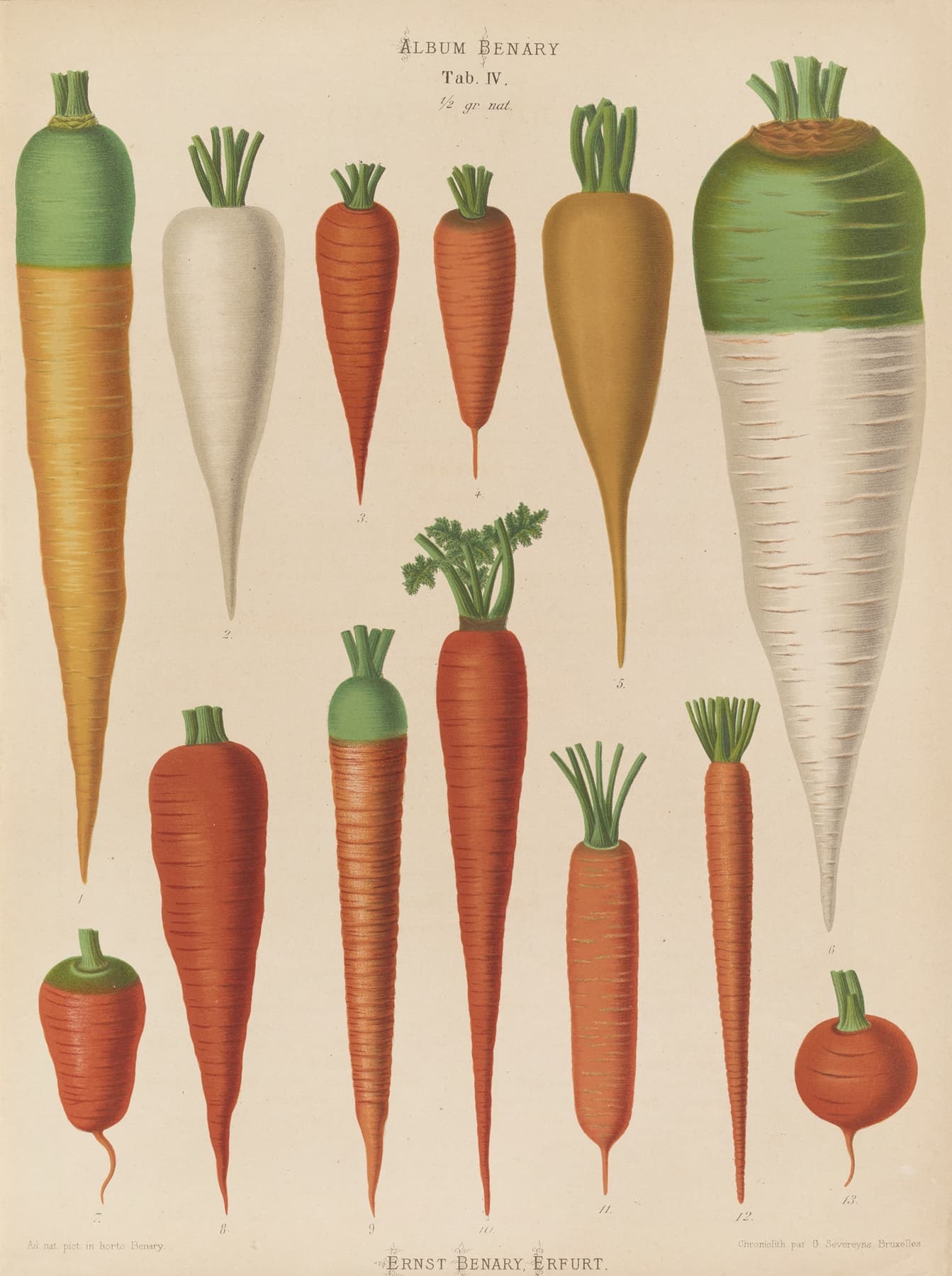 High-quality Giclée reproduction of Ernst Benary's 1870s botanical chart, illustrating various heirloom carrot and root vegetable varieties, vintage scientific print.