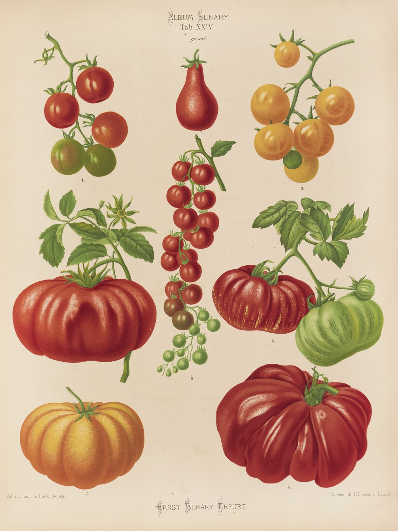 High-quality Giclée reproduction of Ernst Benary's 1870s botanical chart, illustrating nine different heirloom tomato varieties in red, green, and yellow, vintage scientific print.