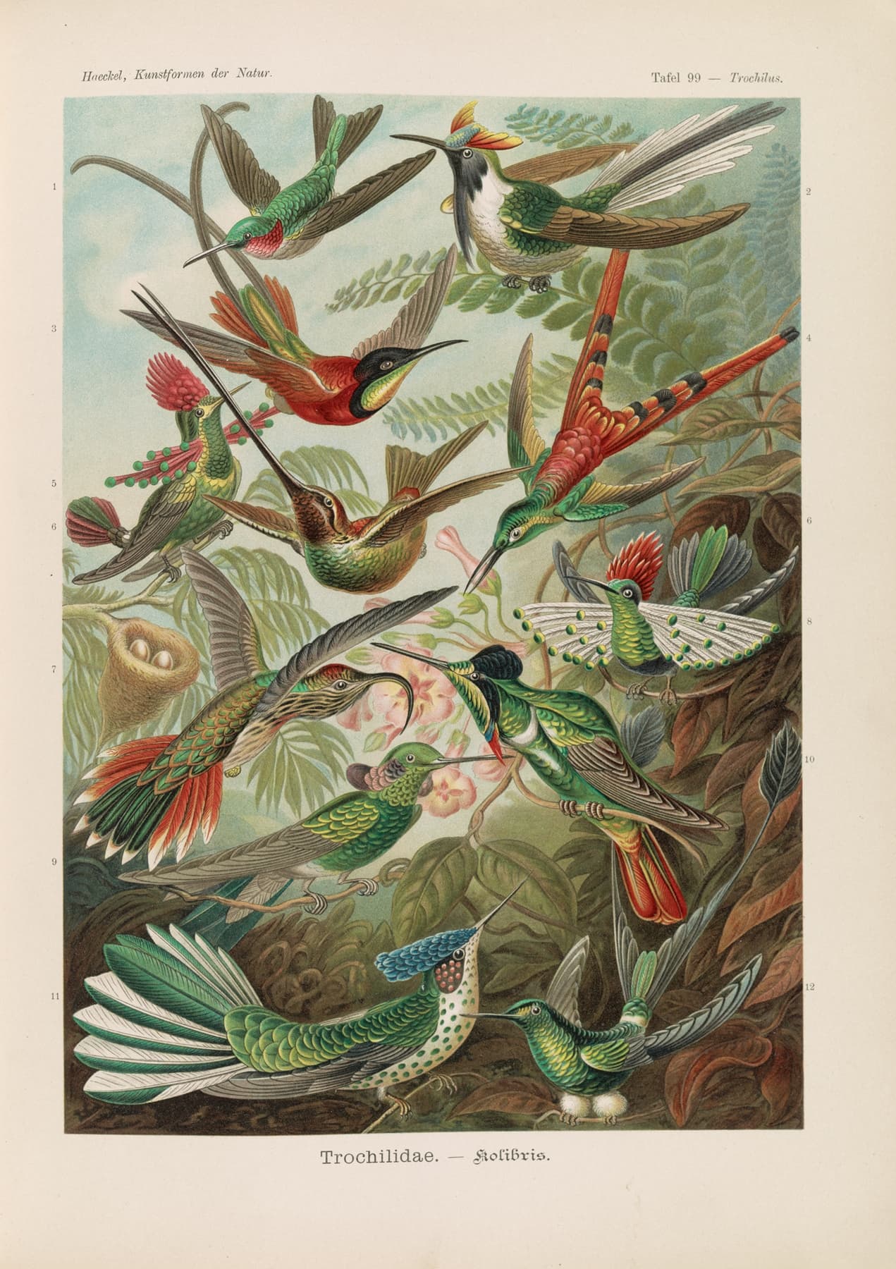 High-quality Giclée reproduction of Ernst Haeckel's exotic hummingbird illustration, showing a collection of colorful Trochilidae species in a jungle setting, 1900s scientific print.