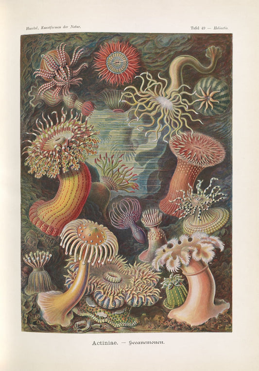 High-quality Giclée reproduction of Ernst Haeckel's Sea Anemones (Actiniae) illustration, showing multiple colorful anemones on a dark background, Art Nouveau scientific print.