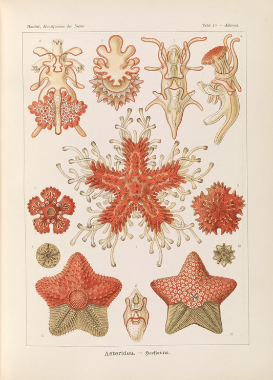 High-quality Giclée reproduction of Ernst Haeckel's Starfish chart, illustrating multiple red and white Asteroidea species in various forms, 1900s scientific print.