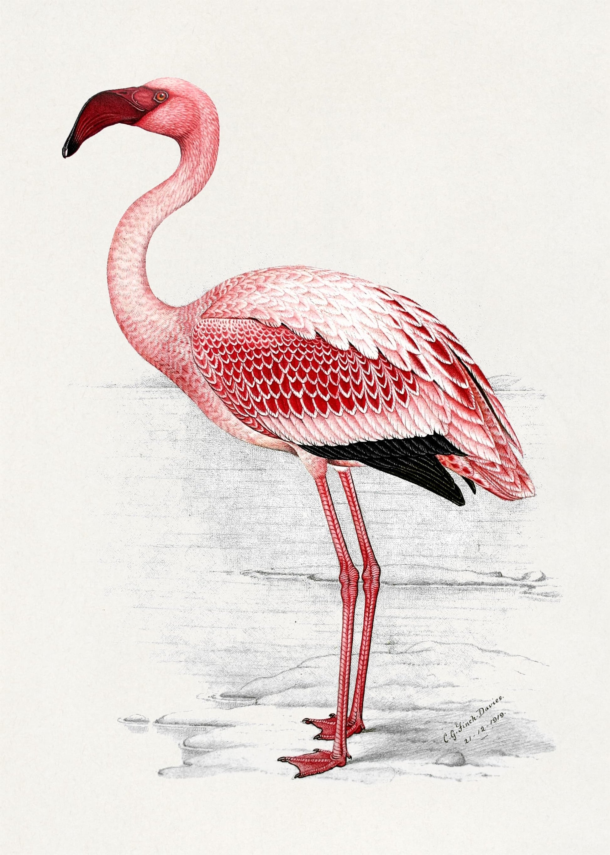 Illustration of a pink flamingo on a light gray background