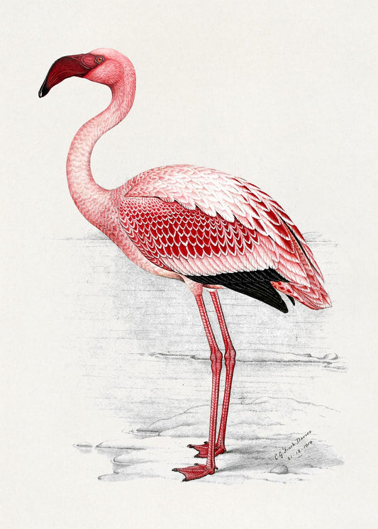 Illustration of a pink flamingo on a light gray background