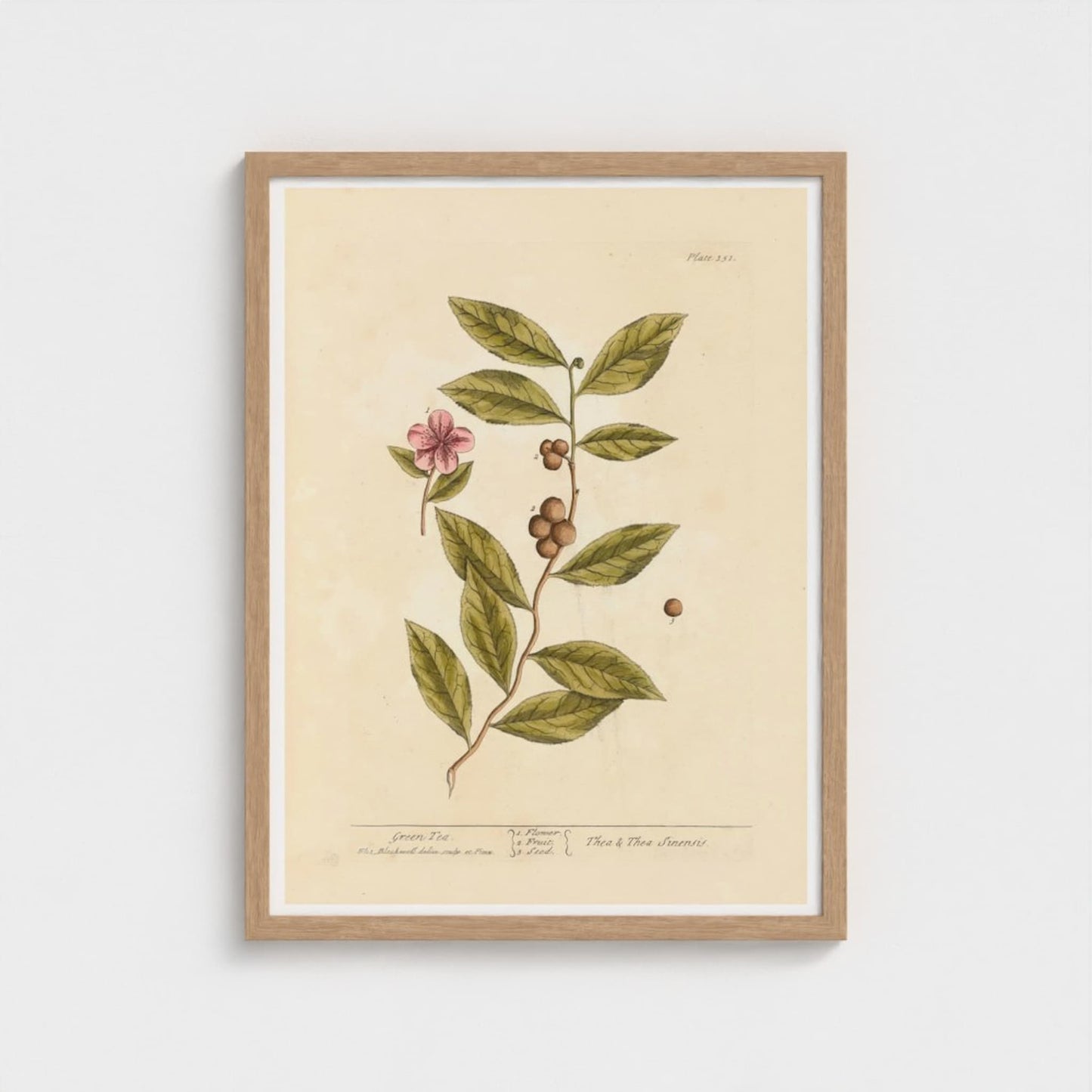 Framed botanical print with a plant and flower illustration on a beige background