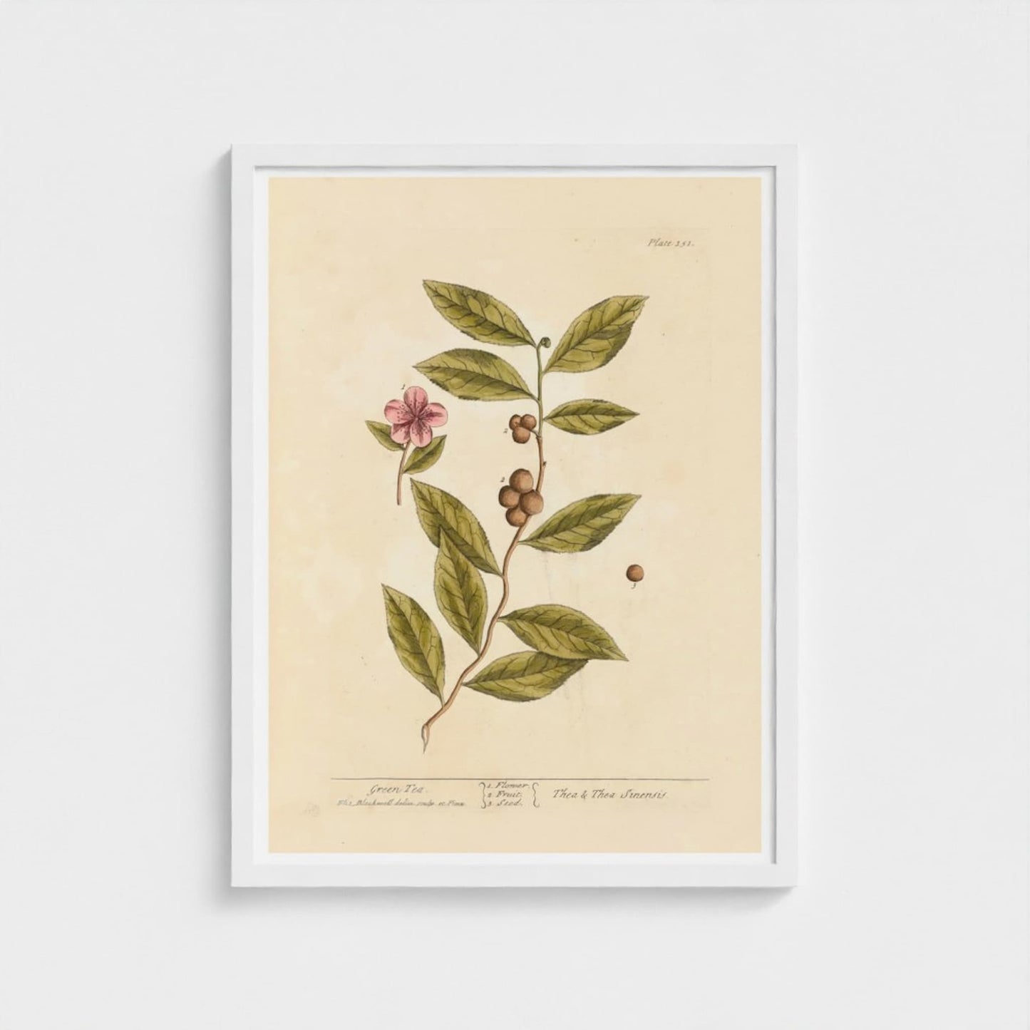 Framed botanical illustration of a plant with leaves and flowers on a beige background