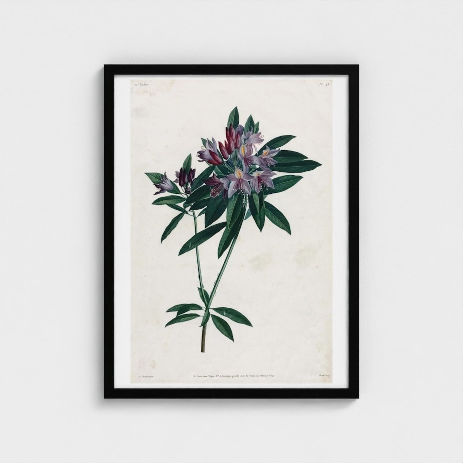 Framed botanical print of a flower on a light background