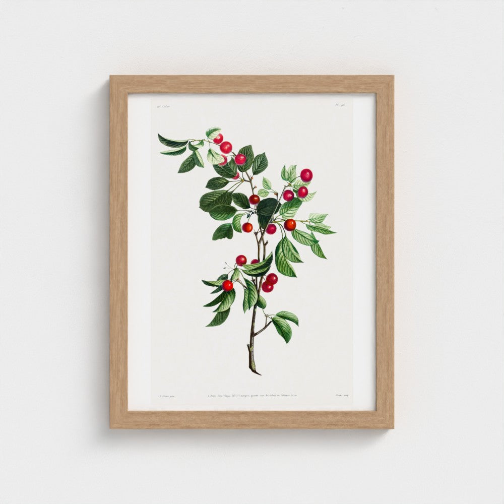Framed botanical print of a branch with green leaves and red berries on a white background