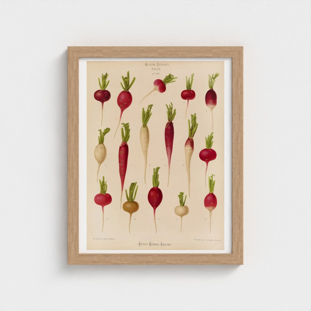 Framed botanical print of radishes on a beige background