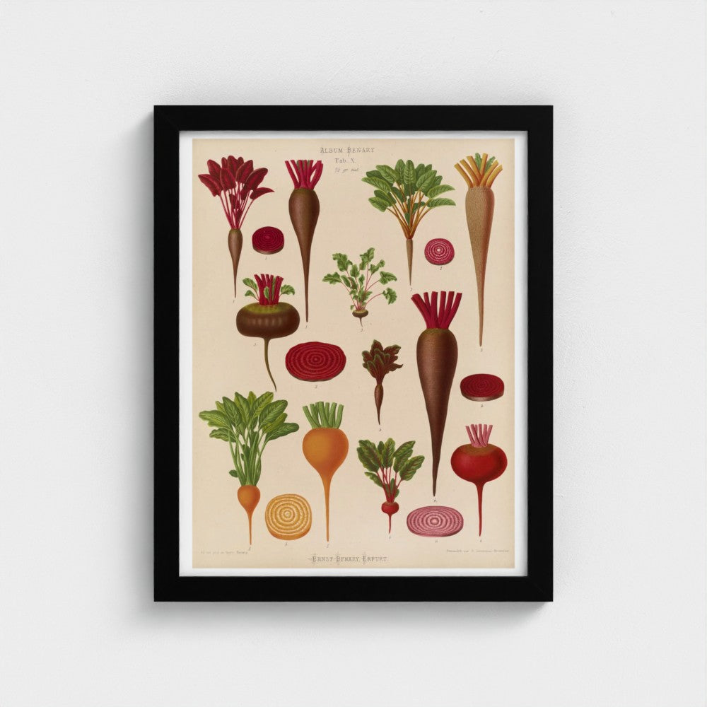 Framed botanical illustration of various root vegetables on a beige background