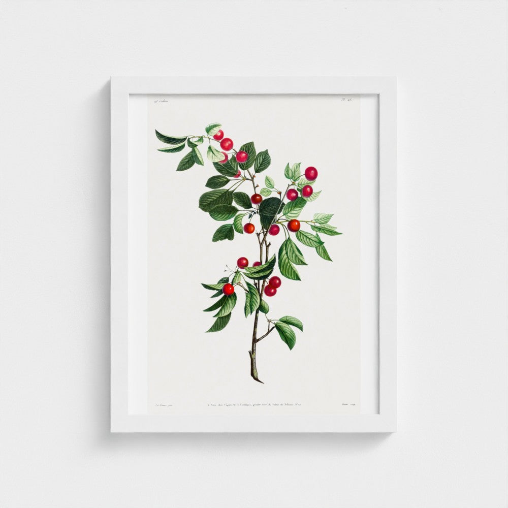 Framed botanical print of a branch with green leaves and red berries on a white background