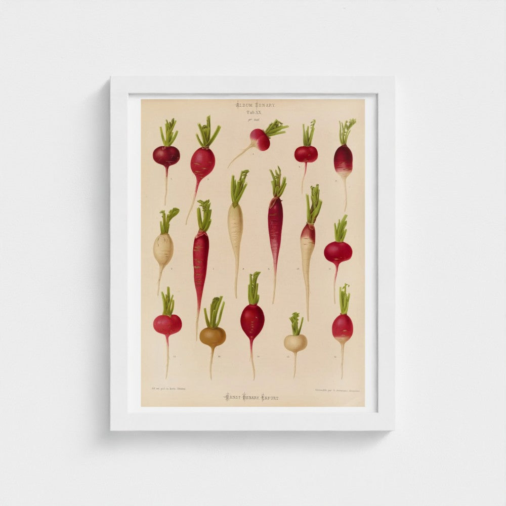 Framed botanical print of radishes on a beige background