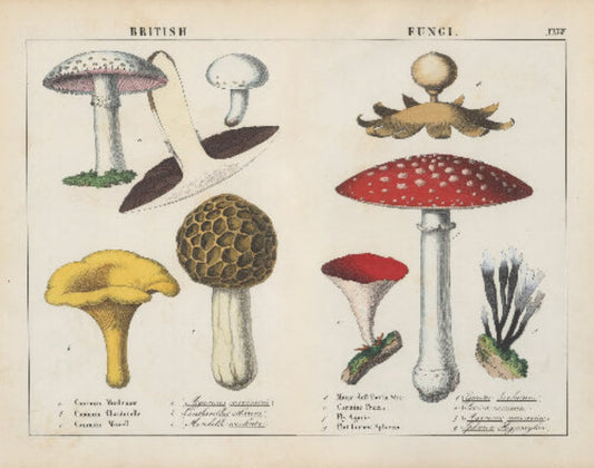 Museum-quality Giclée reproduction of Charlotte Mary Yonge's 19th-century 'British Fungi' chart, illustrating various mushroom species including the red Fly Agaric, yellow Chanterelle, and brown Morel.