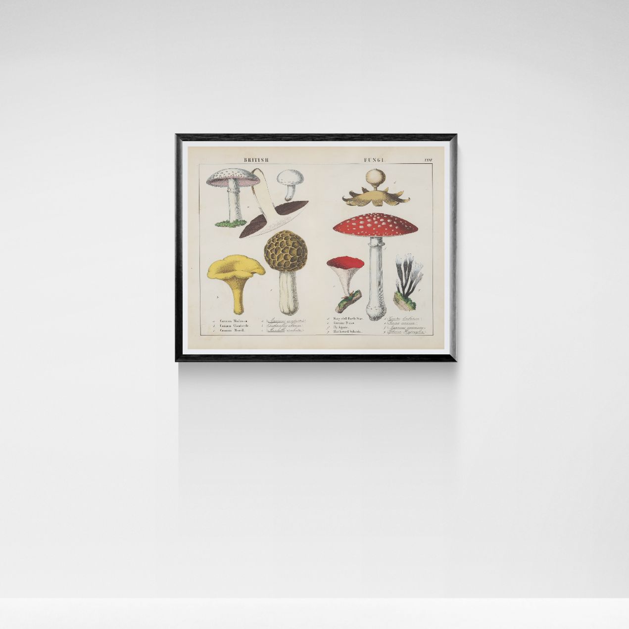 Framed artwork of a mushroom illustration on a white wall