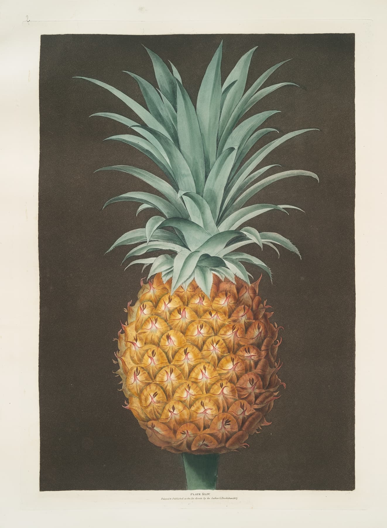 Illustration of a pineapple on a dark background