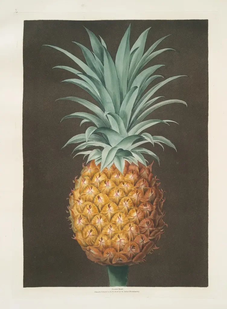 Alt Text Description: Museum-quality Giclée reproduction of George Brookshaw's 1812 botanical illustration of a vibrant pineapple, an antique tropical fruit print from Pomona Britannica.
