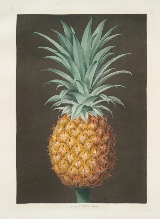 Alt Text Description: Museum-quality Giclée reproduction of George Brookshaw's 1812 botanical illustration of a vibrant pineapple, an antique tropical fruit print from Pomona Britannica.