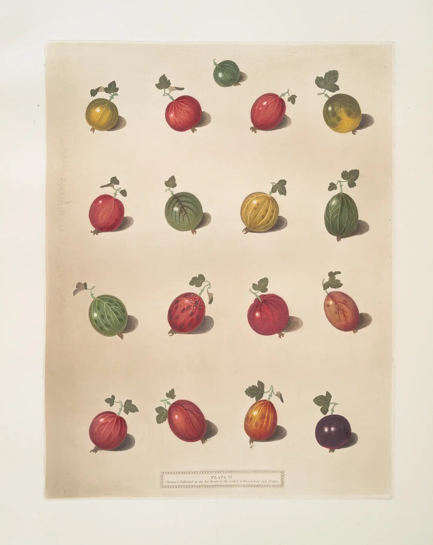 Museum-quality Giclée reproduction of George Brookshaw's 1812 botanical illustration, 'Sixteen Varieties of Gooseberry,' from the Pomona Britannica series.