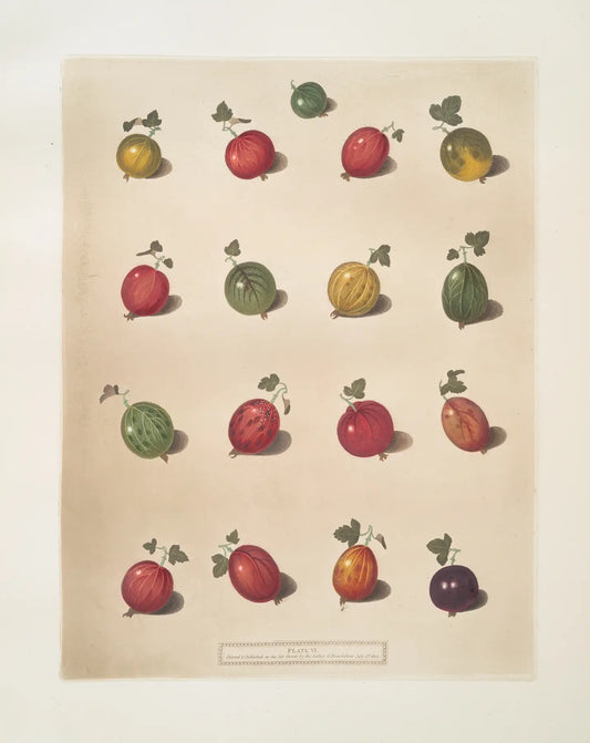Museum-quality Giclée reproduction of George Brookshaw's 1812 botanical illustration, 'Sixteen Varieties of Gooseberry,' from the Pomona Britannica series.