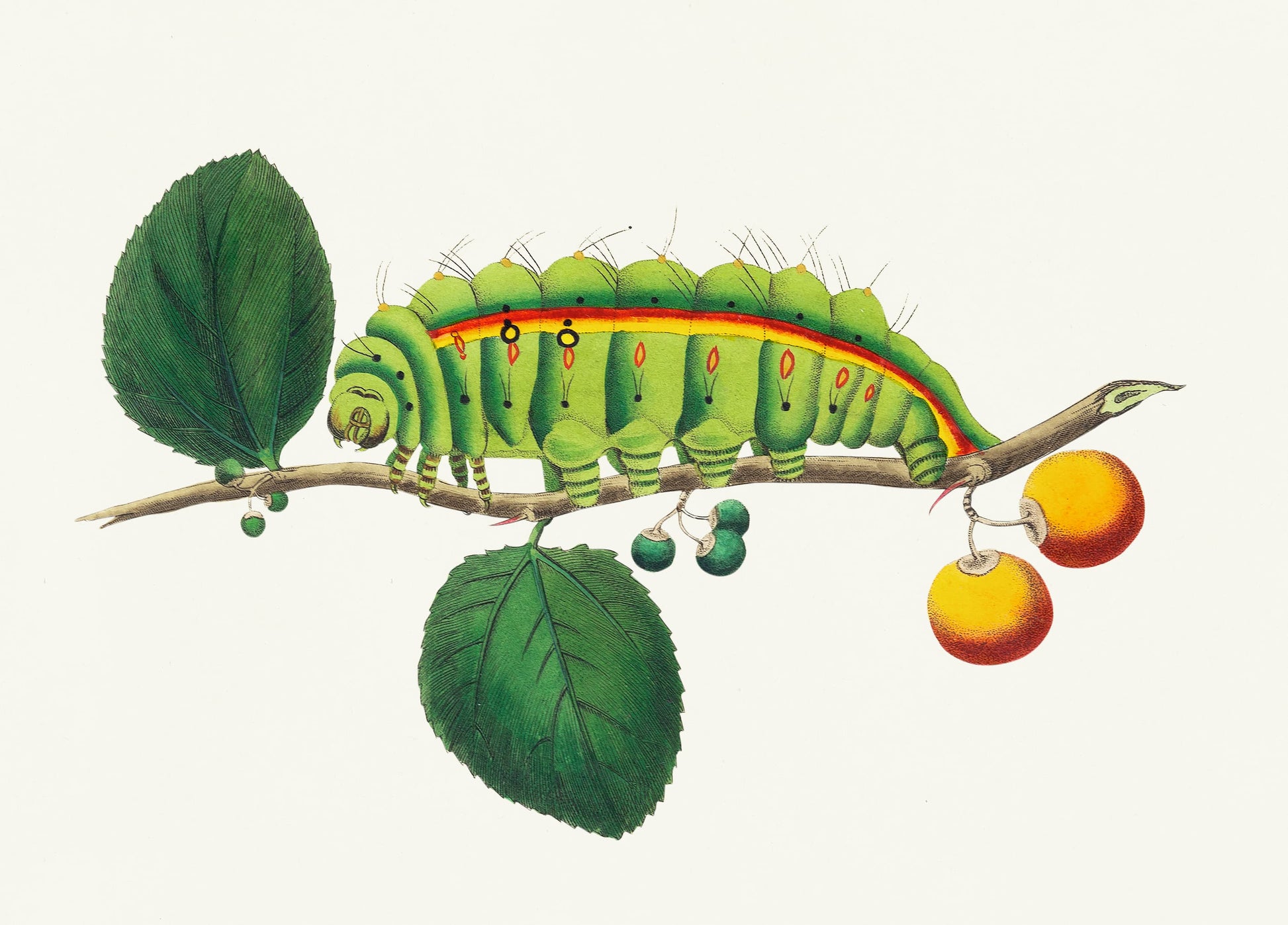 Museum-quality Giclée reproduction of an 1800s George Shaw-style Entomology print, featuring a large, vibrant green and yellow-striped caterpillar on a branch with fruit and leaves.