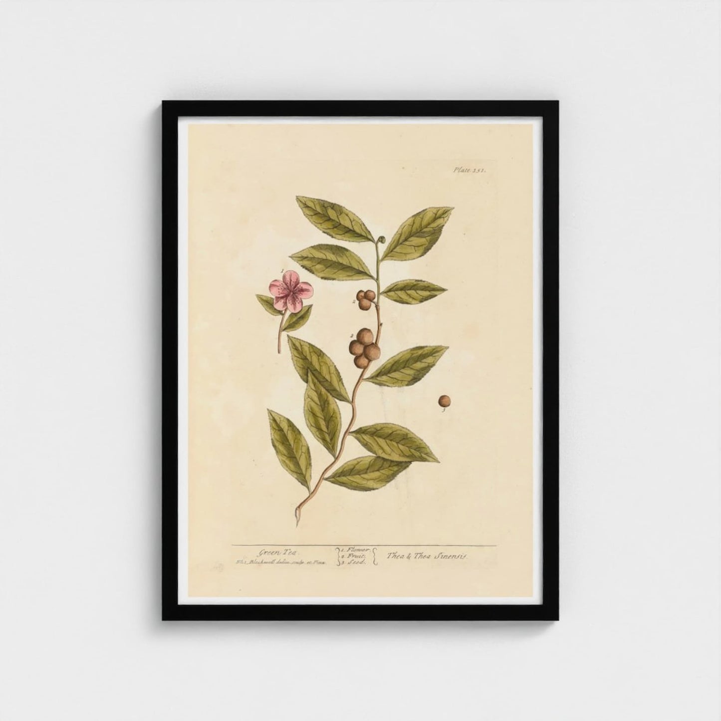 Framed botanical green tea print with a plant and pink flower on a beige background