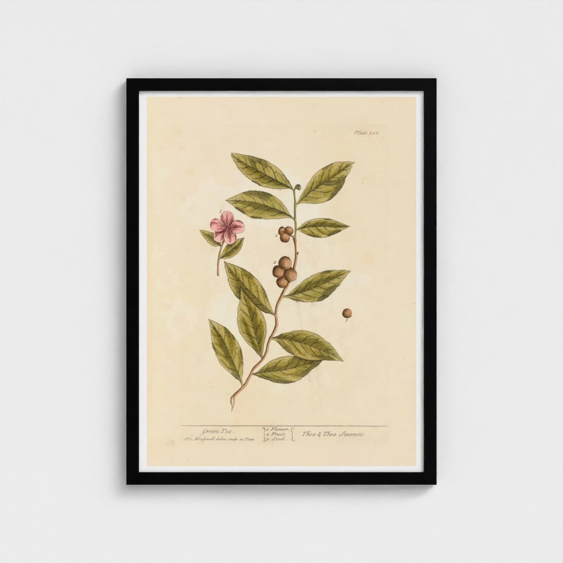 Framed botanical green tea print with a plant and pink flower on a beige background