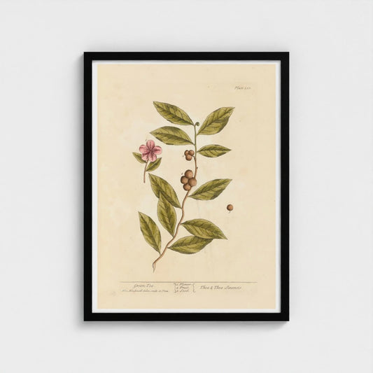 Framed botanical green tea print with a plant and pink flower on a beige background