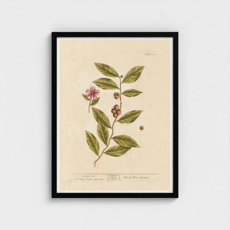 Framed botanical green tea print with a plant and pink flower on a beige background