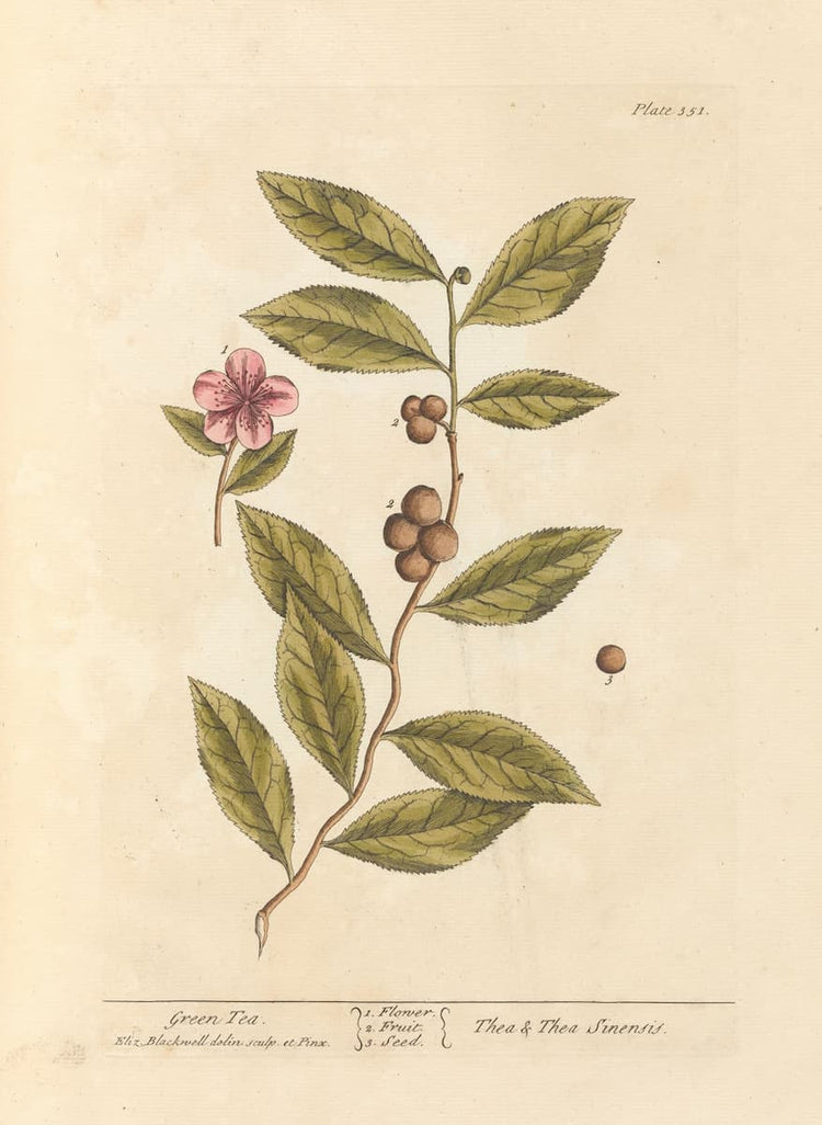 Green tea print - Elizabeth Blackwell (1739) Botanical Giclée