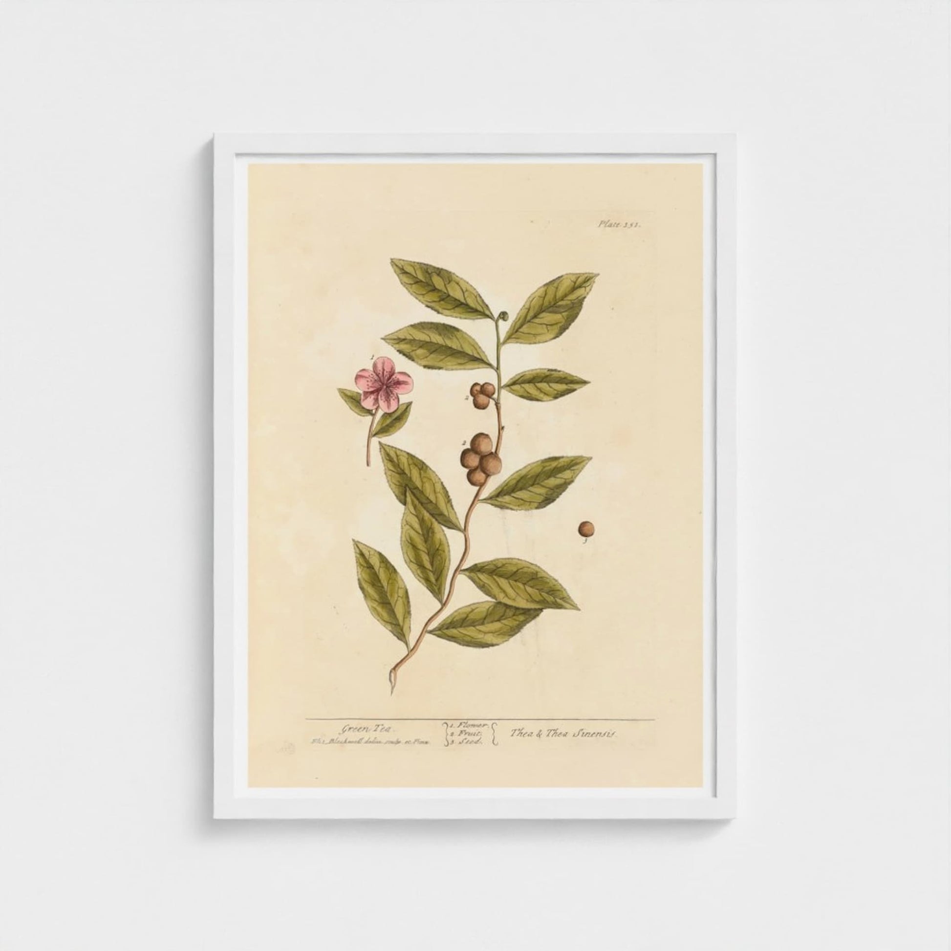 Framed botanical illustration of a plant with leaves and flowers on a beige background