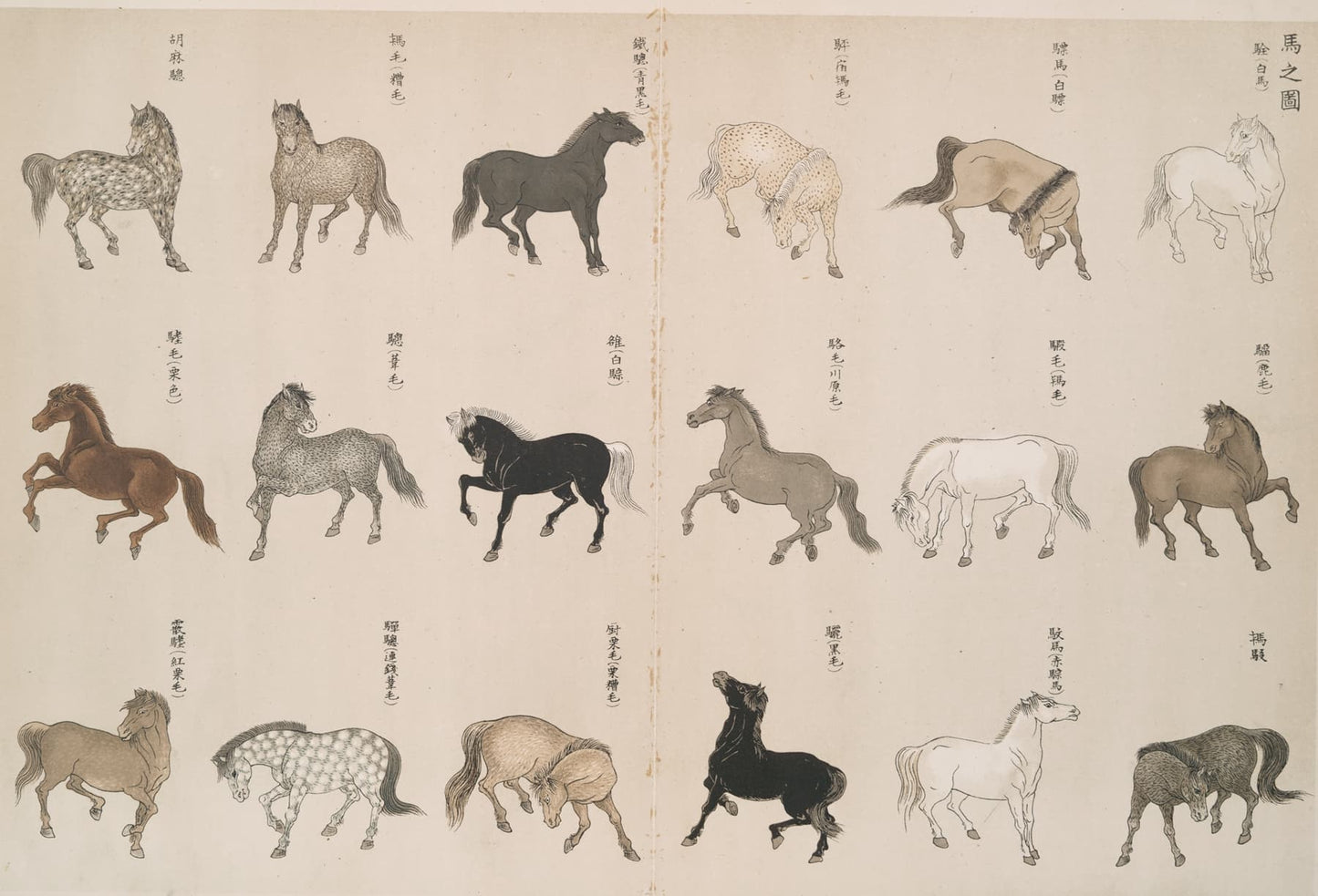 Illustrations of horses in various poses on a traditional paper background