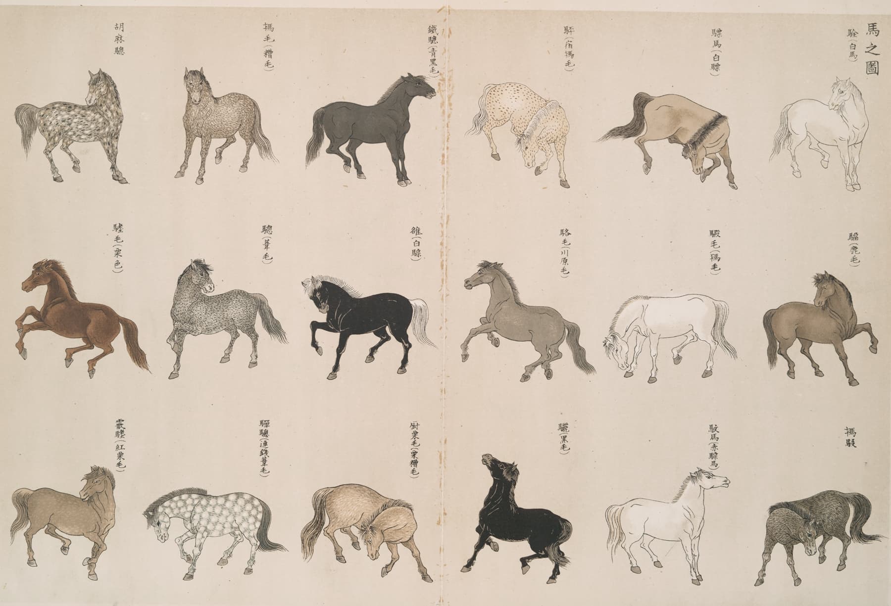 Illustrations of horses in various poses on a traditional paper background