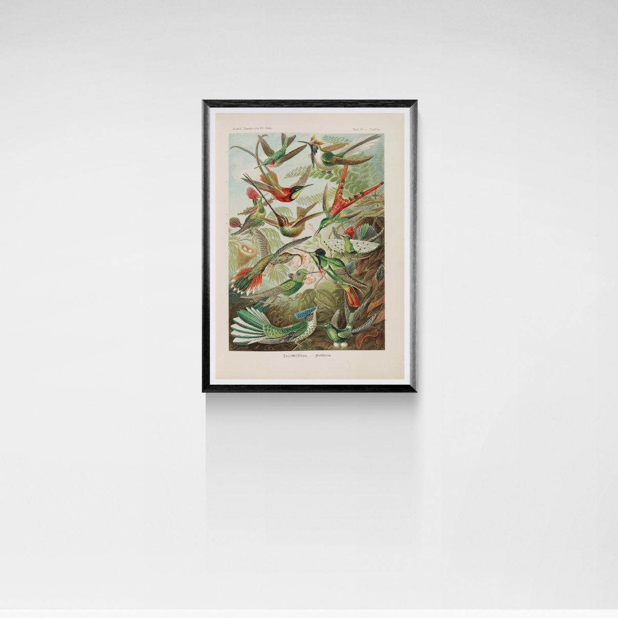 Framed artwork of birds on a white wall