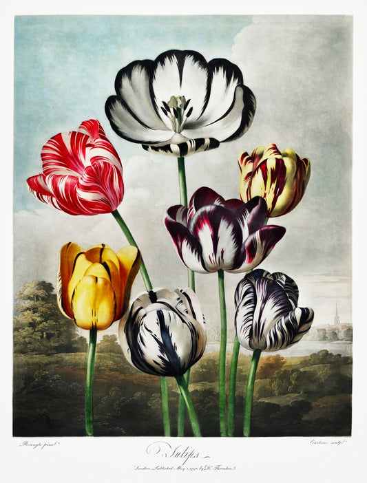 Tulips | Temple of Flora prints (1800s) | Robert John Thornton Posters, Prints, & Visual Artwork The Trumpet Shop   