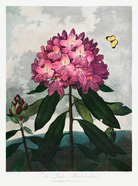 The Pontic Rhododendron | Temple of Flora prints (1800s) | Robert John Thornton Posters, Prints, & Visual Artwork The Trumpet Shop   