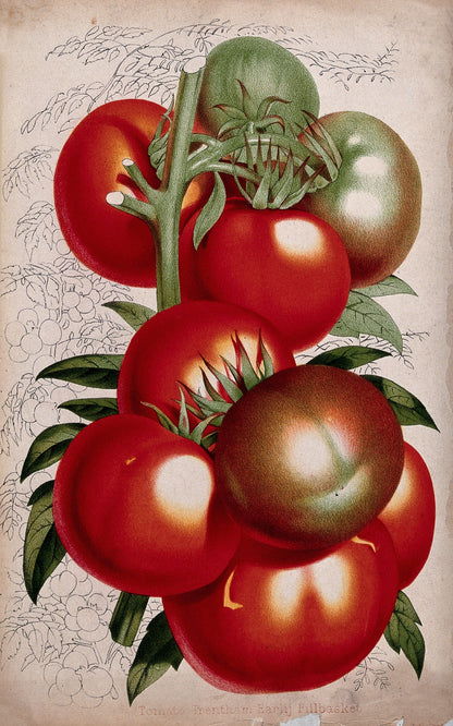 Tomato artwork (1800s) | P. de Pannemaeker