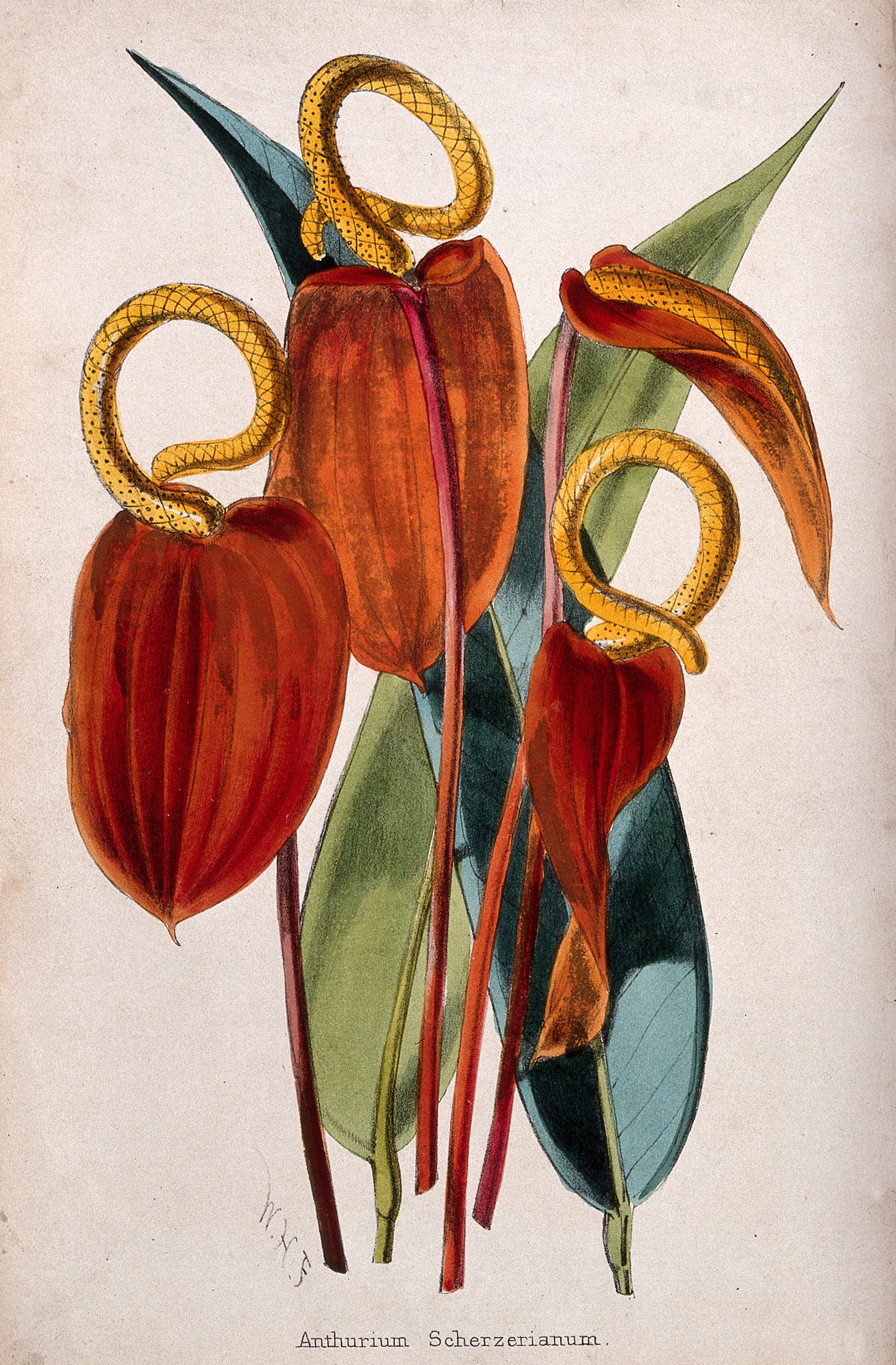 Flamingo Flowers (1800s) | Walter Hood Fitch botanical artwork