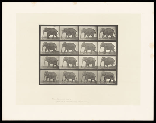 Eadweard Muybridge "Elephant walking" print (1800s) |