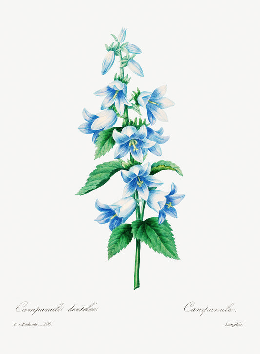 Rosa botánica de 100 pétalos (década de 1800) | Impresiones botánicas vintage | Pierre-Joseph Redouté