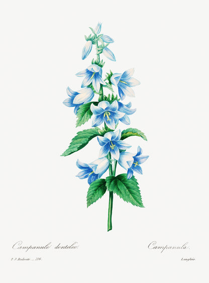 Bluebell botanical illustration (1800s) | Pierre-Joseph Redouté