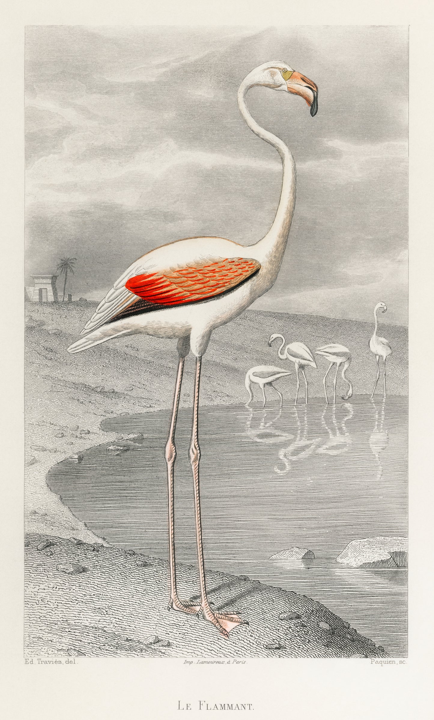 Flamingo artwork (1800s) | Edouard Travies