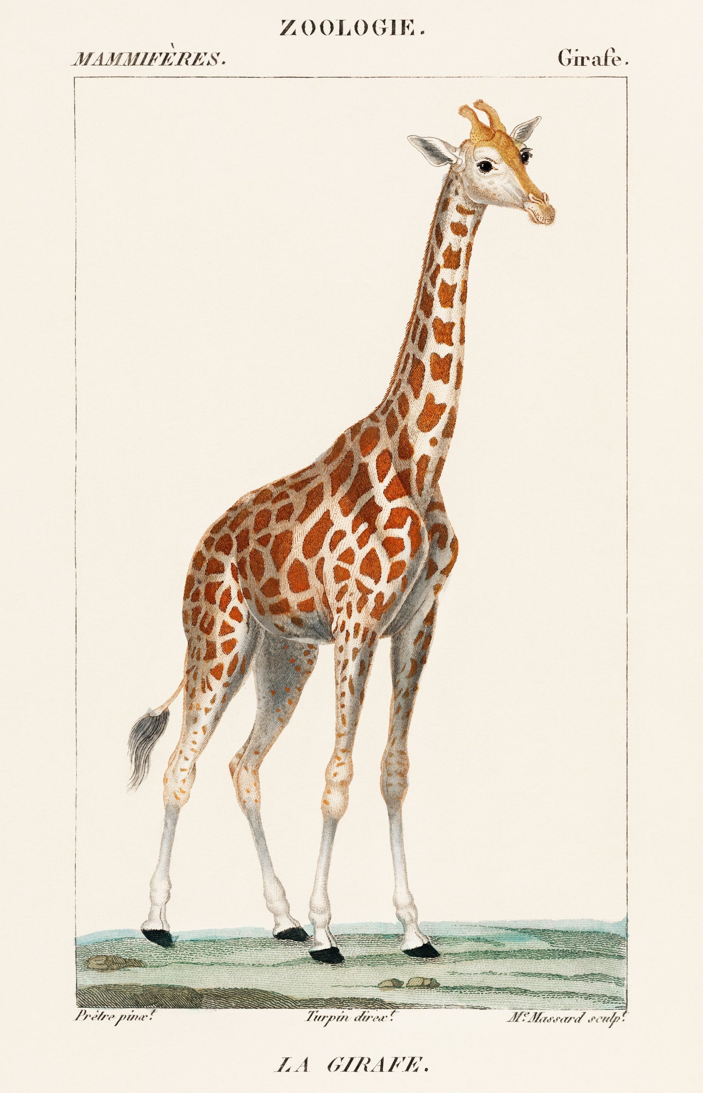 Giraffe from Dictionnaire des Sciences Naturelles (1840) | Pierre Turpin prints