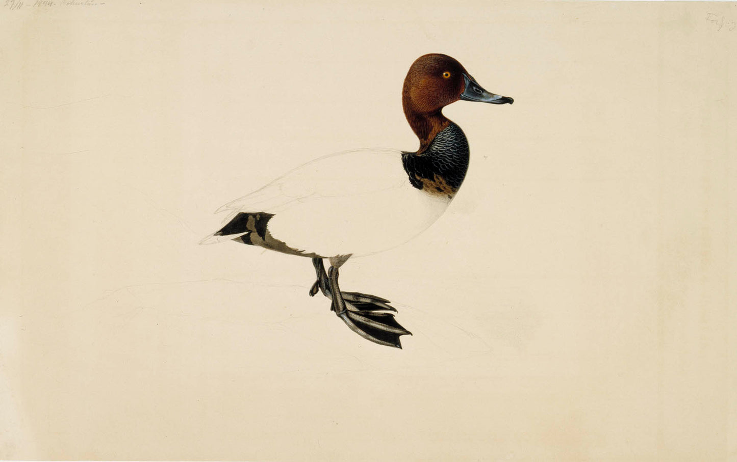 Common Pochard (1800s) | Duck artwork | Wilhelm von Wright