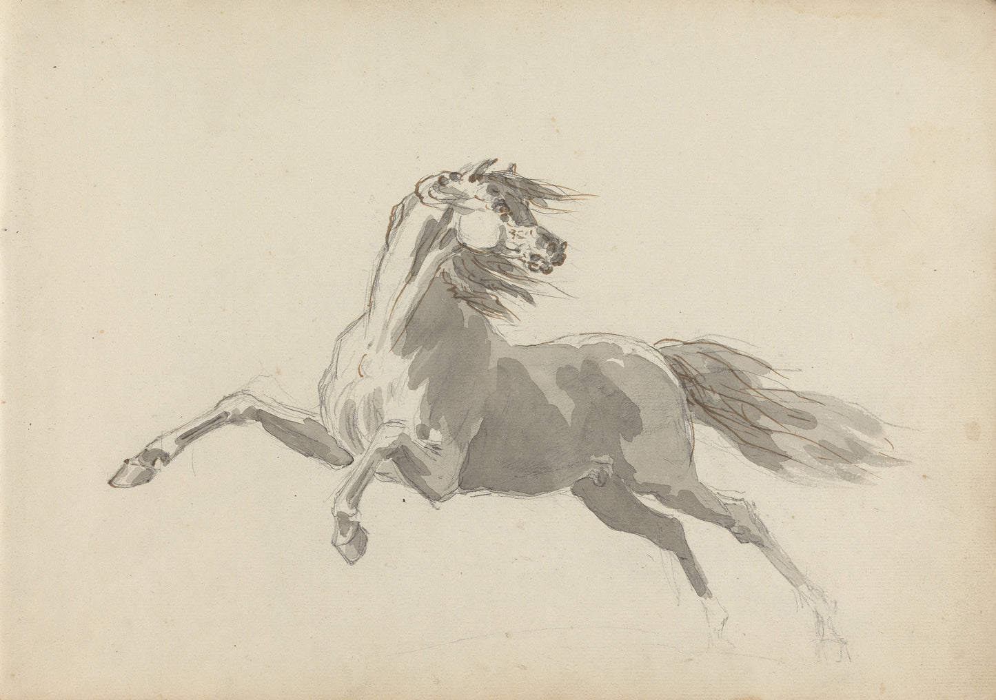 White horse from sketchbook (1700s) | Sawrey Gilpin