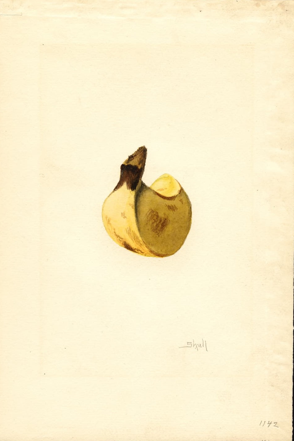 Museum-quality Giclée reproduction of James Marion Shull's early 1900s scientific botanical illustration, featuring a single, detailed banana bud or developing fruit in subtle brown and yellow tones. Ideal for kitchen or tropical decor.