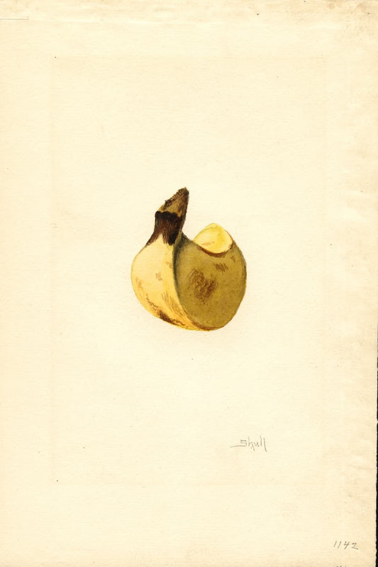 Museum-quality Giclée reproduction of James Marion Shull's early 1900s scientific botanical illustration, featuring a single, detailed banana bud or developing fruit in subtle brown and yellow tones. Ideal for kitchen or tropical decor.