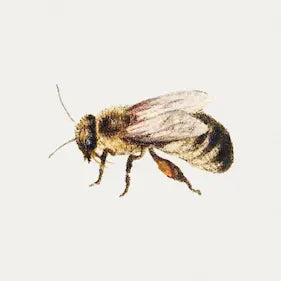 High-quality Giclée reproduction of Jan van Kessel the Elder's 17th-century painting of a single, highly detailed bee (insect) on a white background, Baroque natural history study.