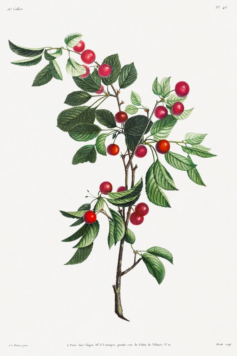 High quality Giclée reproduction of Jean-Louis Prévost's 1805 botanical print, showing a cherry branch with ripe red fruit and green leaves, 19th Century illustration.