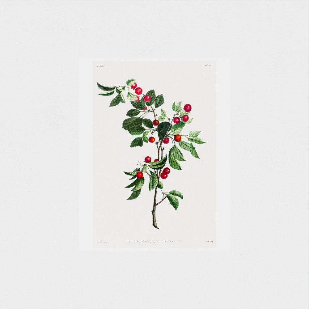 Illustration of a branch with green leaves and red berries on a white background